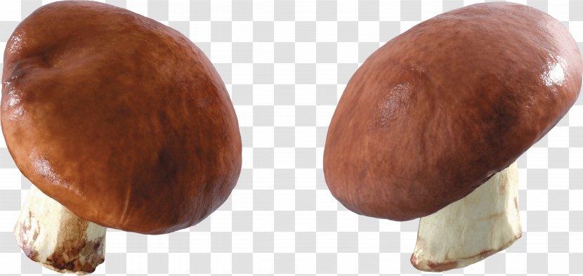 Mushroom Image - Medicinal Transparent PNG