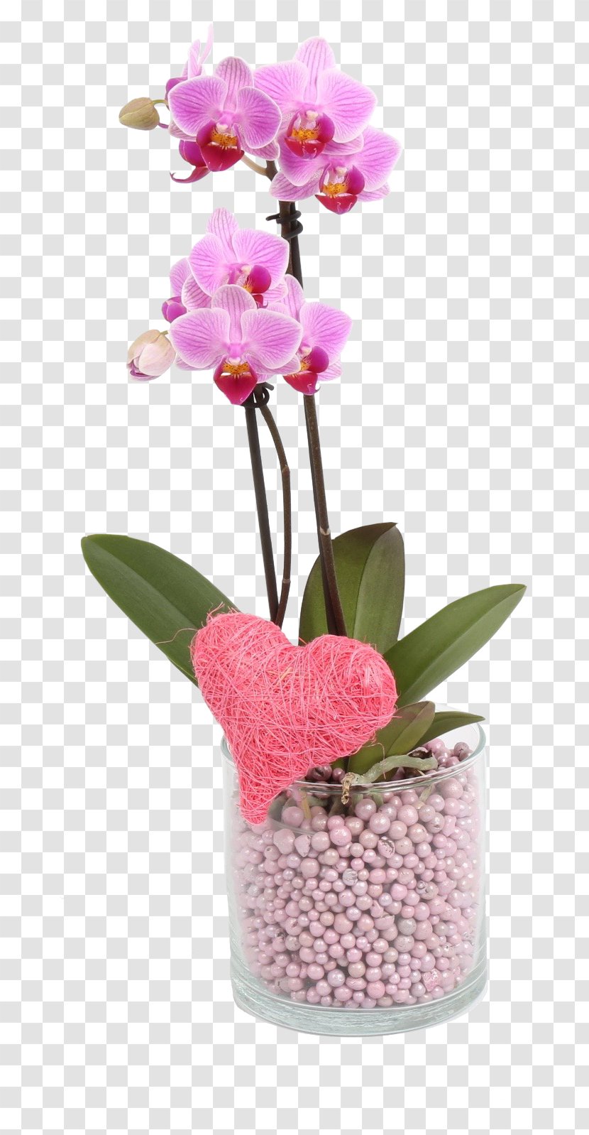 Moth Orchids Cattleya Floral Design Cut Flowers - Plant - Flower Transparent PNG