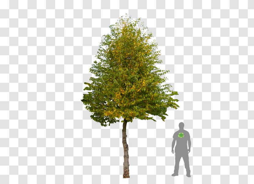 Carpinus Betulus Pine Witch-hazel Broad-leaved Tree Prunus - Evergreen Transparent PNG
