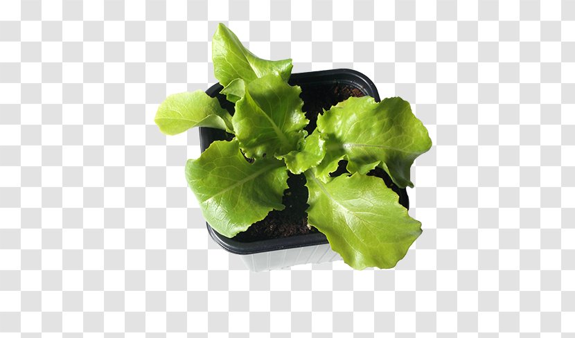 Romaine Lettuce Leaf Greens Plants - Flower - Clover Seed Transparent PNG