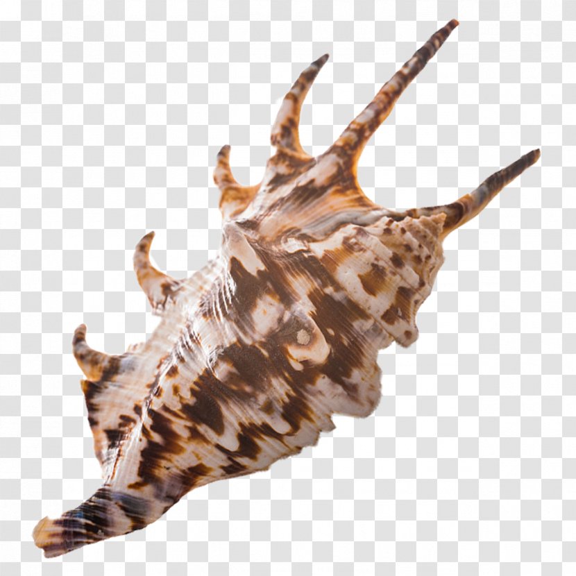 Seashell Fauna Sea Snail Conch Wildlife - Sharp Transparent PNG