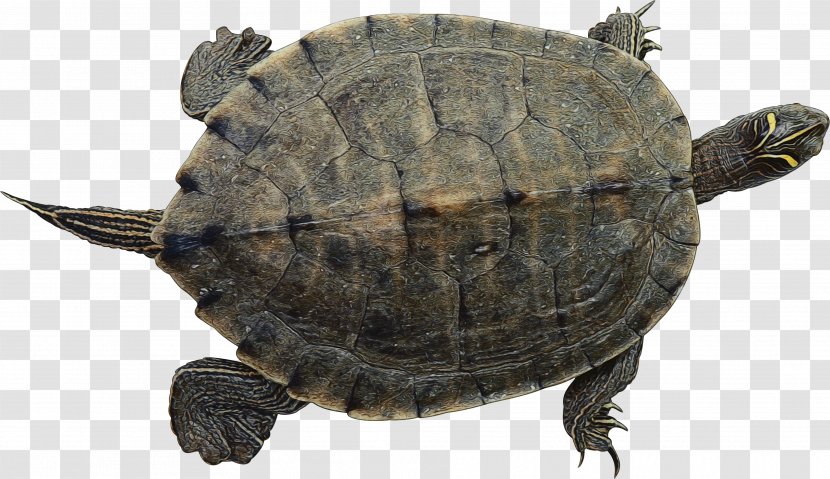 Sea Turtle Background - Paint - Trachemys Geoemydidae Transparent PNG