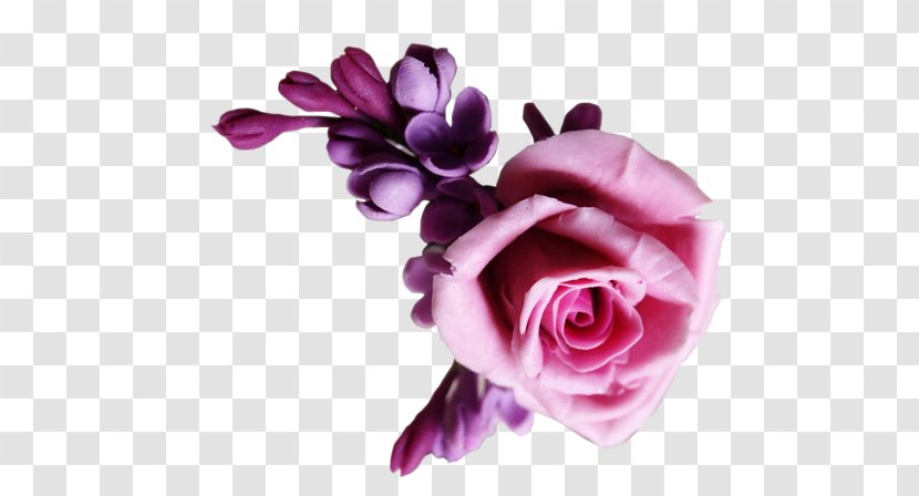 Garden Roses Centifolia Cut Flowers Pink - Magenta - Flower Transparent PNG