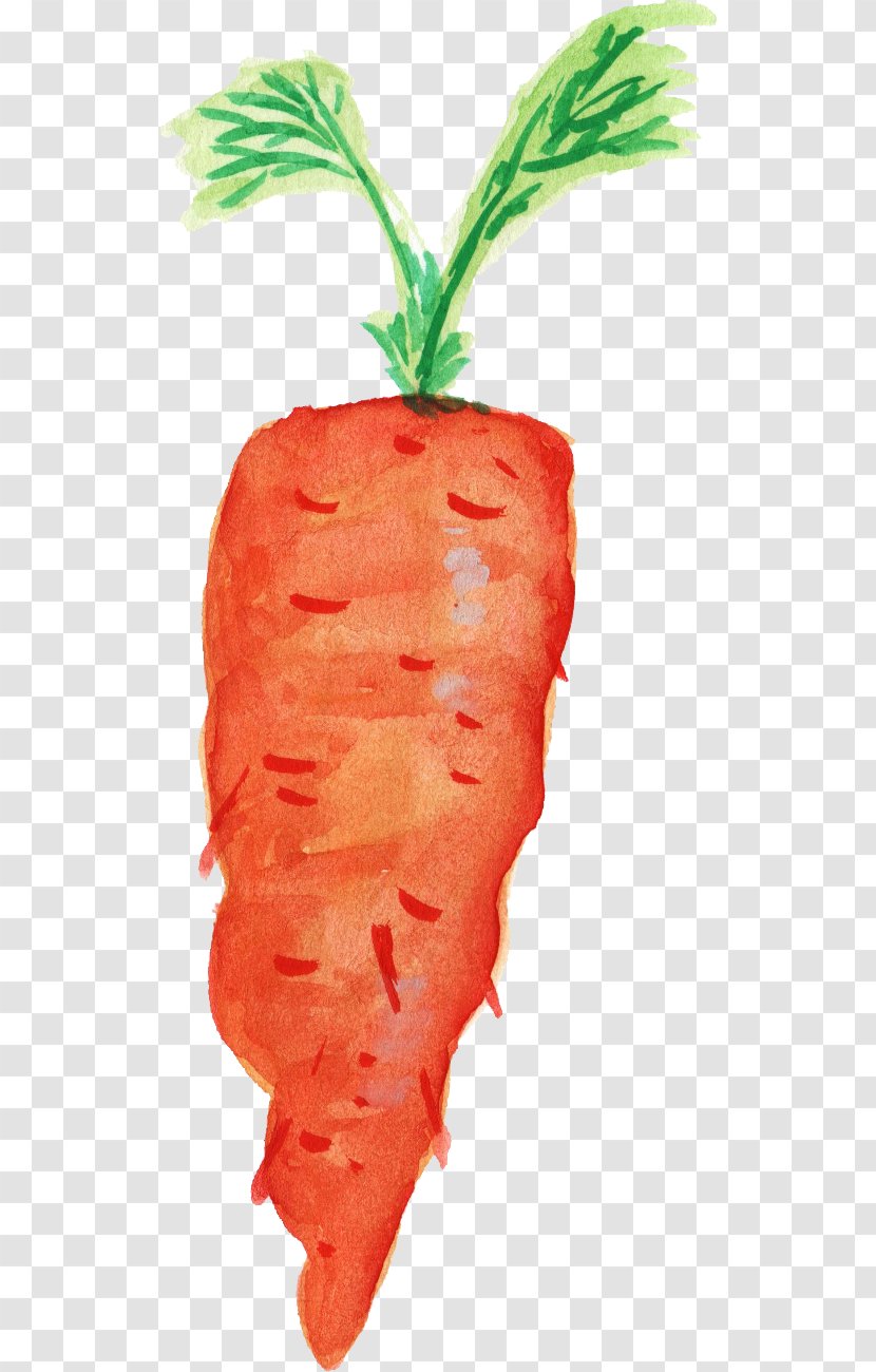 Carrot Organic Food Transparent Watercolor Vegetable - Strawberries - Leaves Transparent PNG