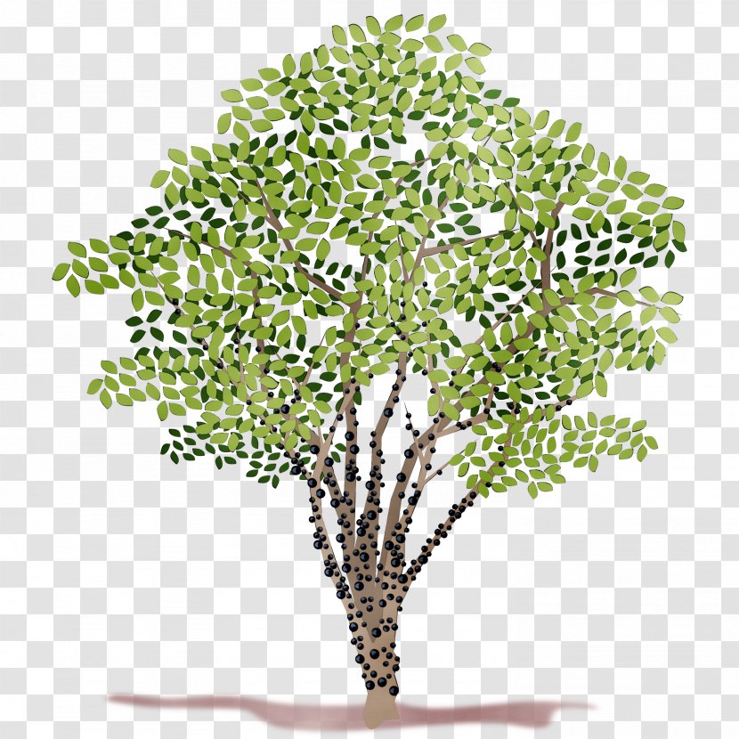 Christmas Tree Bachelor Of Science Arts - Woody Plant - Holiday Transparent PNG