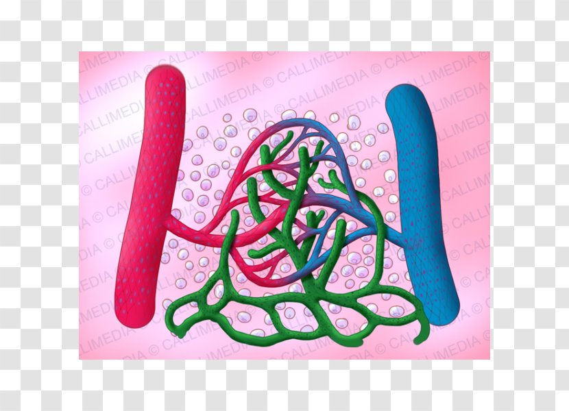 Lymph Capillary Blood Vessel Lymphatic System Transparent PNG