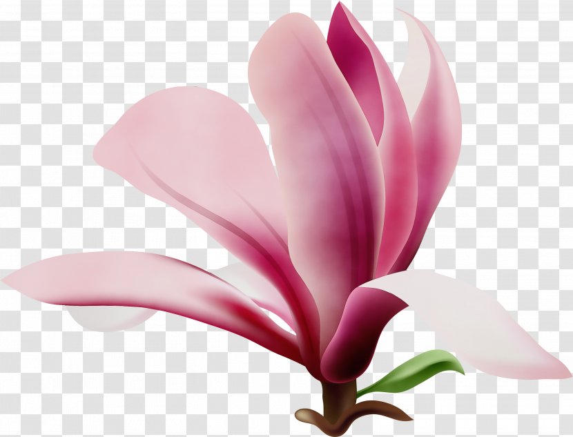 Flower Flowering Plant Petal Pink - Pedicel - Magnolia Family Transparent PNG