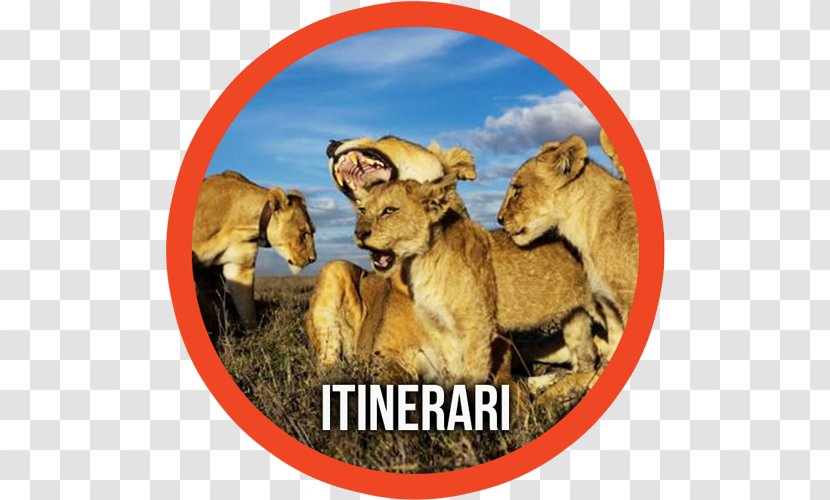 Serengeti National Park Lake Manyara Ngorongoro Conservation Area Asiatic Lion Sleeping Lions - Organism - Xotika Safari Tours Transparent PNG