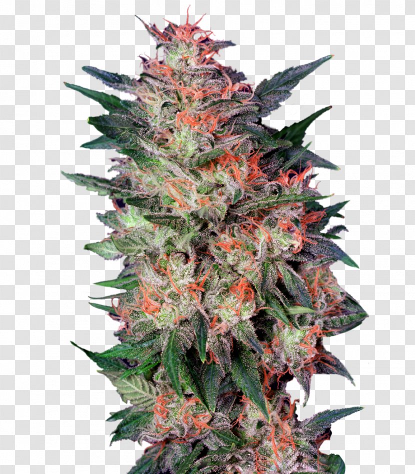 White Widow Cannabis Sativa Grow Shop Seed - Skunk Transparent PNG