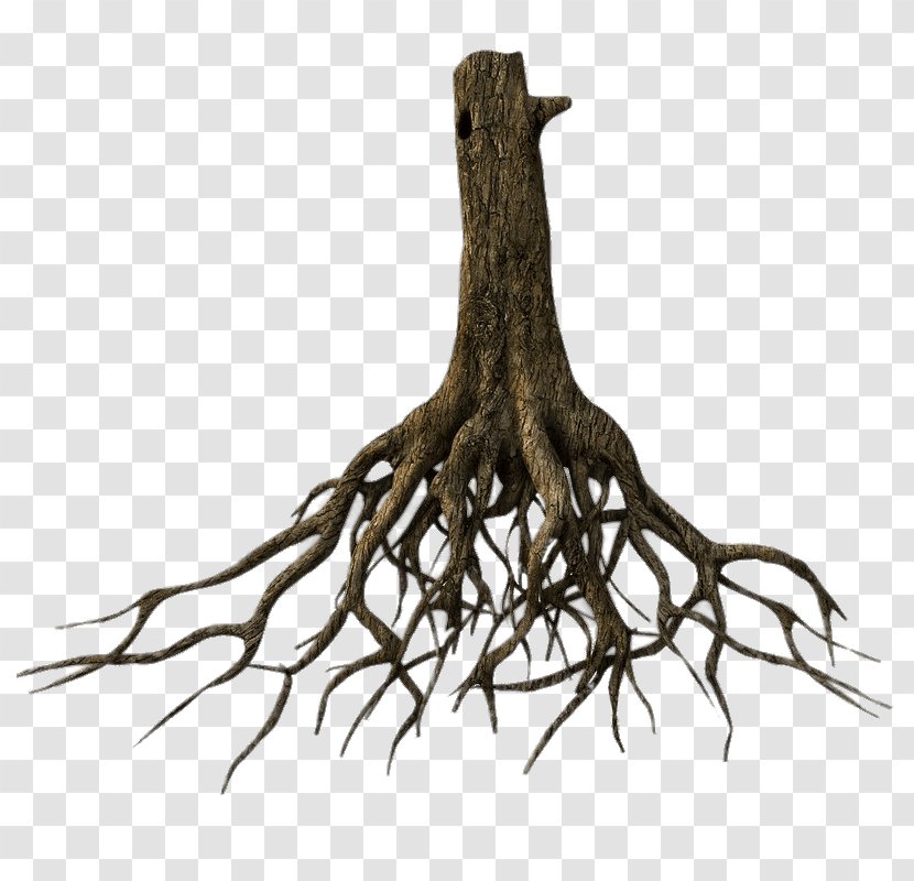 Tree Root 3D Modeling TurboSquid Clip Art - Branch - The Roots Transparent PNG
