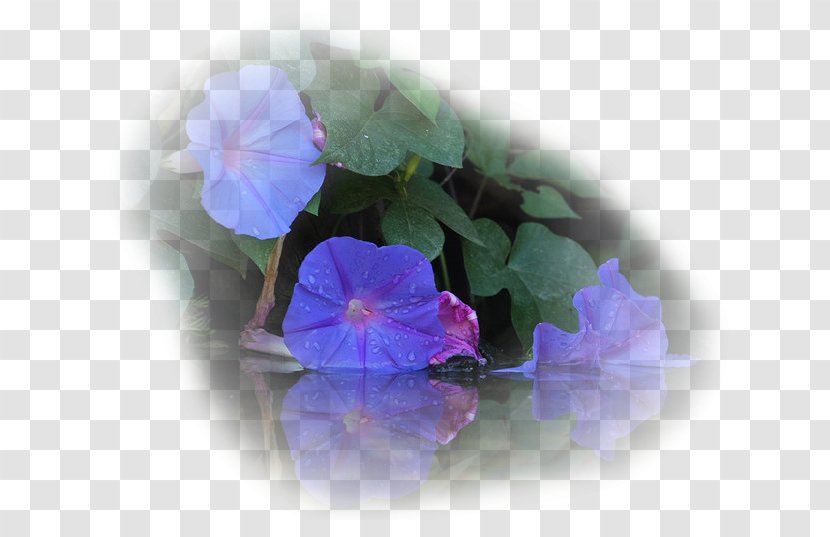 Ipomoea Violacea Morning Glory Family Violet - Blue - Petal Transparent PNG