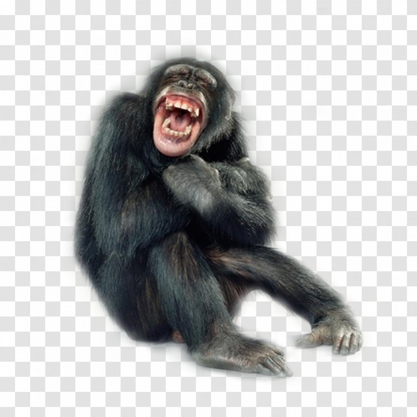 Primate Monkey Portraits Chimpanzee Macaque - Common - Gorilla Transparent PNG