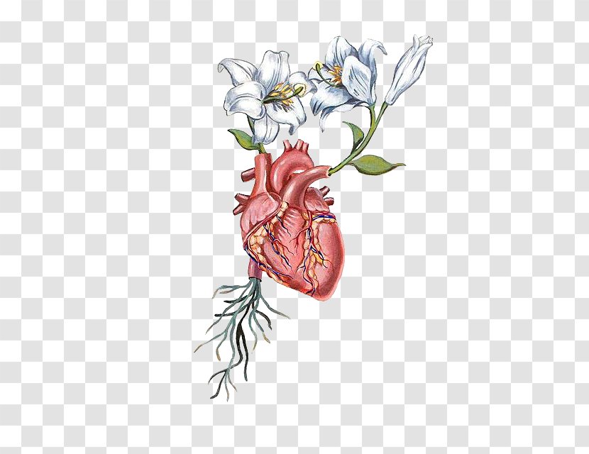 Heart Anatomy Flower Drawing Transparent PNG