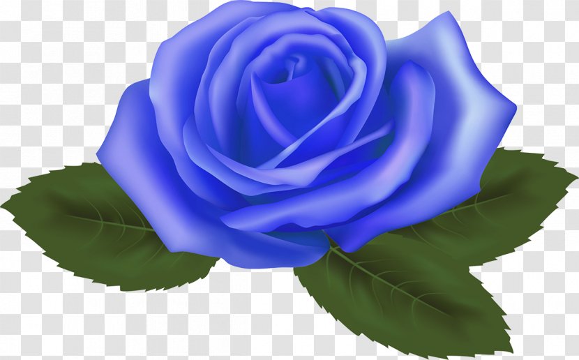 Blue Rose Garden Roses Cabbage Floribunda - Seed Plant - Sea Gul Transparent PNG