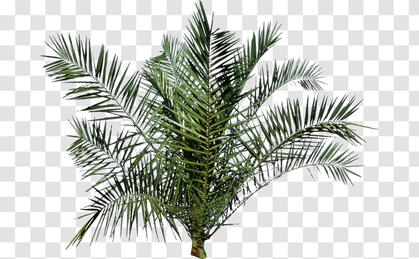 Palm Trees - Branch - Tree Transparent PNG