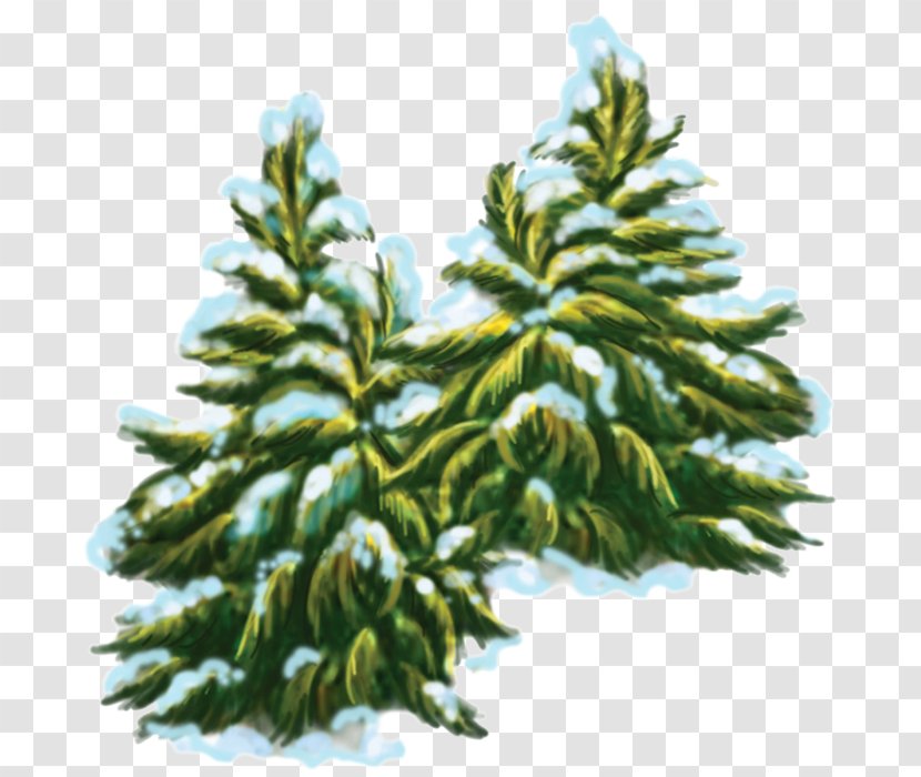 Spruce Pine Fir Evergreen Conifer Cone - Cypress Family - Tree Transparent PNG