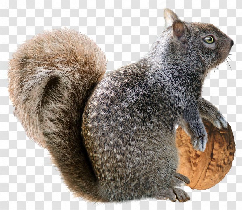 Squirrel Christmas Decoration Rodent - Terrestrial Animal Transparent PNG