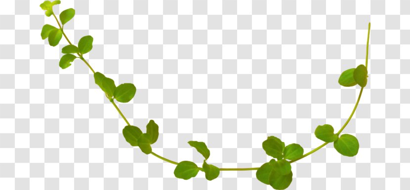 Leaf Rattan Vine Calameae - Raster Graphics - Plant Leaves Transparent PNG