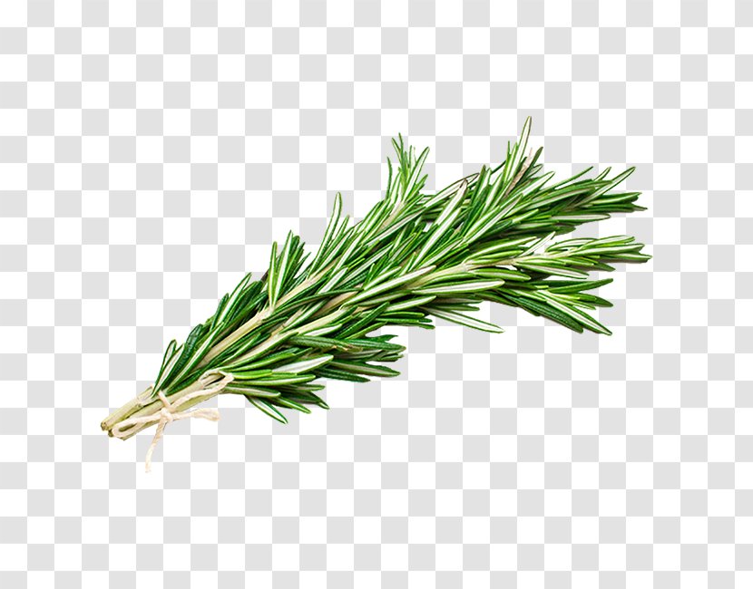 Rosemary - Jack Pine - Herb Grass Transparent PNG