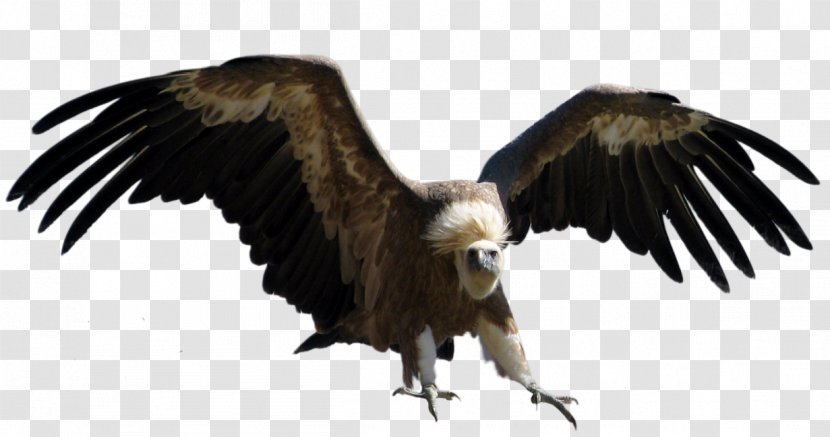Turkey Vulture Eagle - Beak - Abacus Clipart Transparent PNG