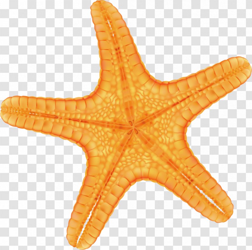 Starfish Red - Hand Painted Yellow Transparent PNG