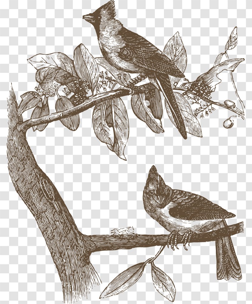 Bird Owl Common Nightingale Drawing Illustration - Tree - Wild Goose Transparent PNG