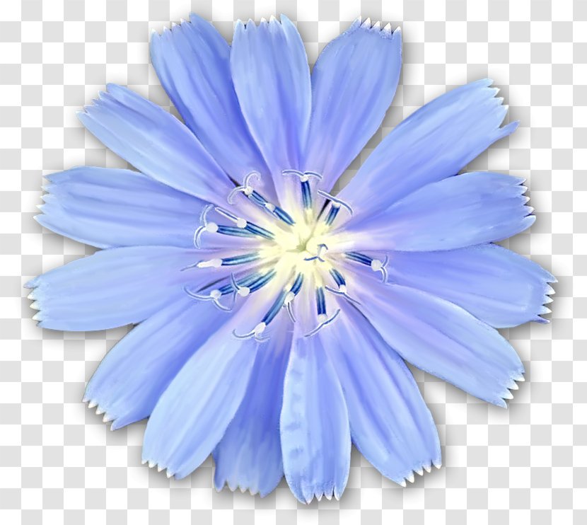 Chicory Flower Dolly Sods Wilderness Photography Blue - Petal Transparent PNG
