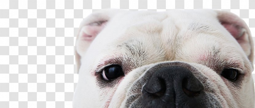 St. Louis Animal Protective Association/APA Adoption Center Dog Shelter APA Style - Snout - Pup Transparent PNG