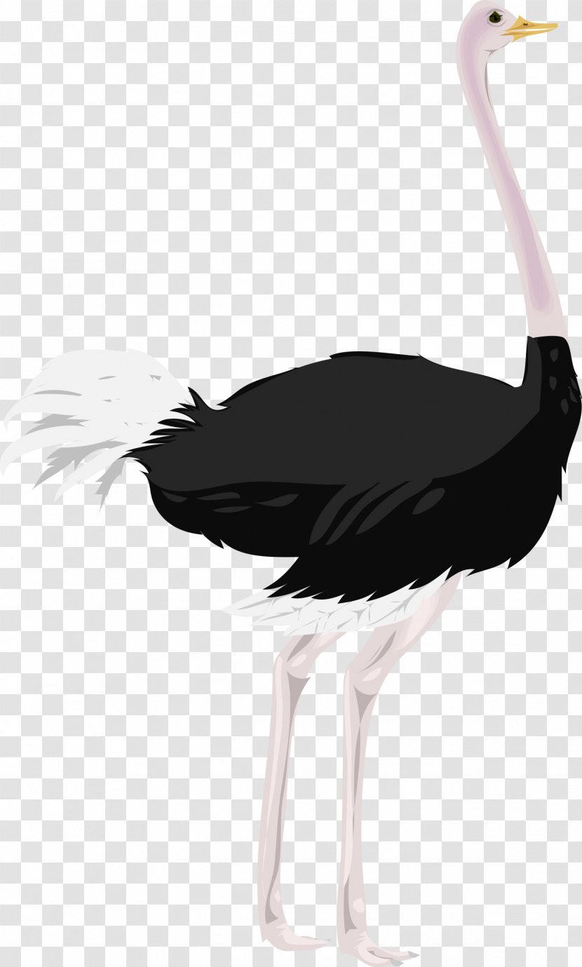Common Ostrich Clip Art - Bird Transparent PNG
