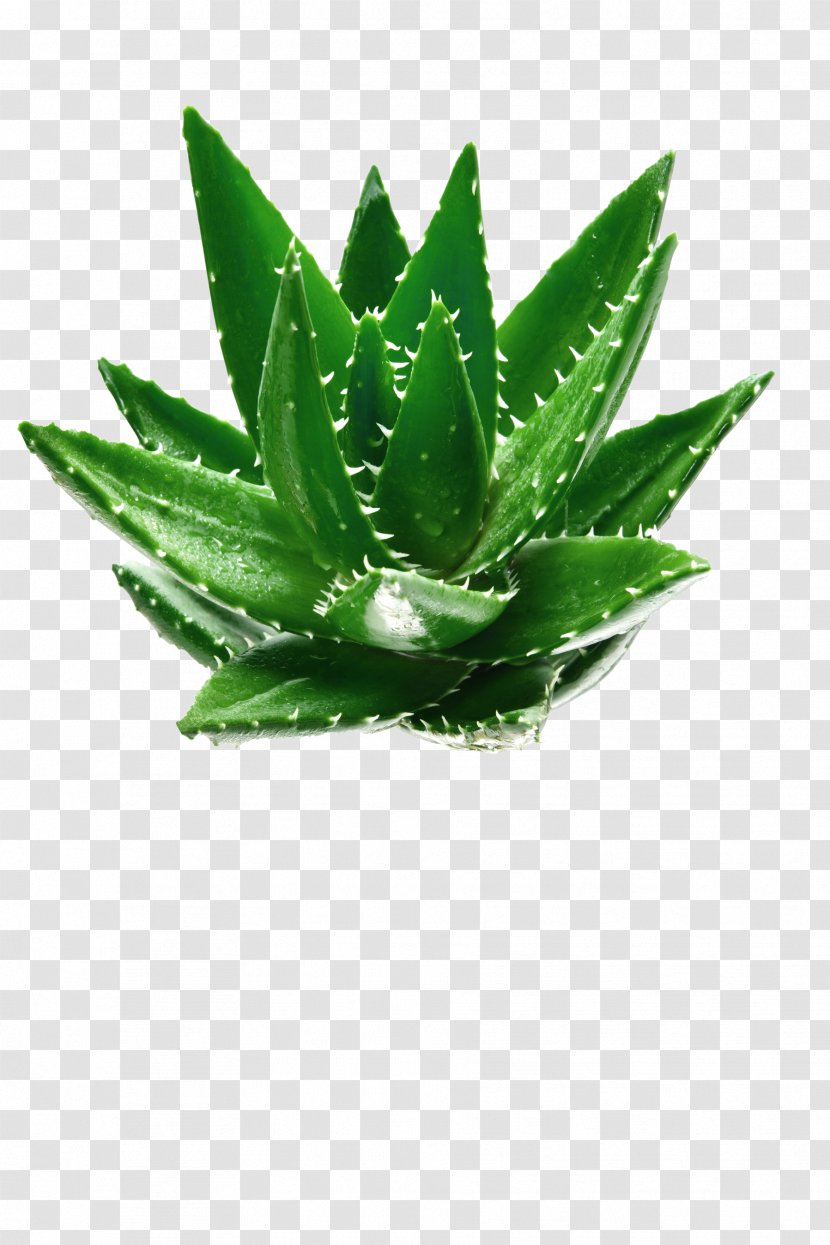 Aloe Vera Green Leaf Plant - And Fresh Decorative Pattern Transparent PNG