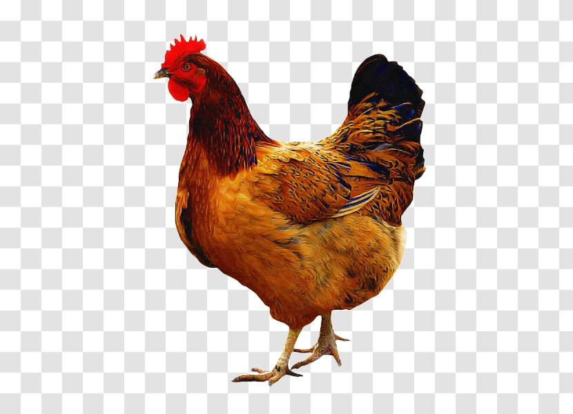 Bird Chicken Rooster Fowl Comb - Livestock Poultry Transparent PNG