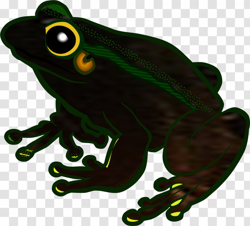 Pepe The Frog - Agalychnis - Eleutherodactylus Bufo Transparent PNG