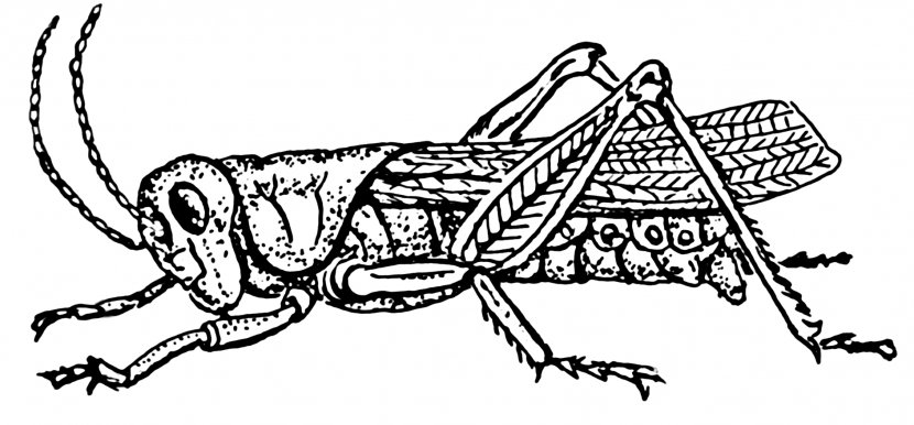 Insect Grasshopper Drawing Clip Art - Fictional Character Transparent PNG