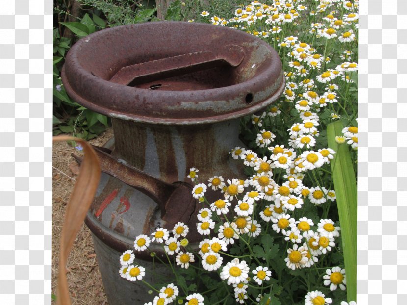 Song Of Songs Bible June 0 Flowerpot - Tanacetum Parthenium Transparent PNG