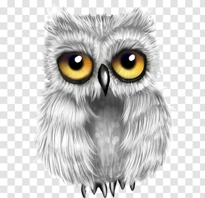 Great Grey Owl Bird Snowy Drawing - Eye Transparent PNG