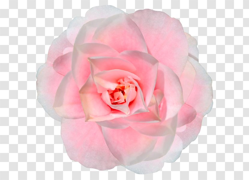 Garden Roses Fuego En Tus Manos Los Guardianes De Cyrene. Pecado Corazón Cautivo Flowers And Light: Poems Of Life, Love, Hope - Flowering Plant - Book Transparent PNG
