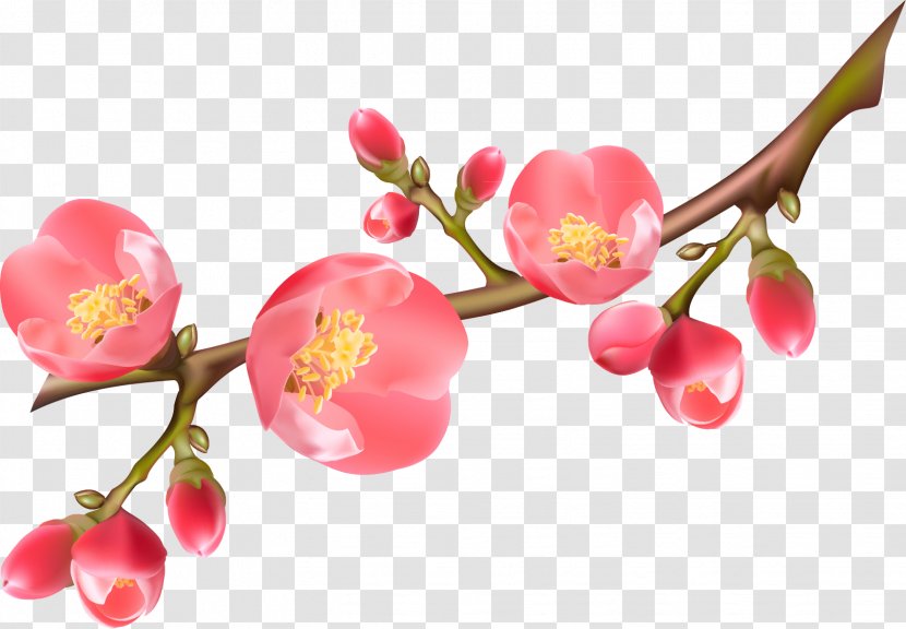 Flowering Quince Royalty-free Clip Art - Cherry Blossom - Spring Transparent PNG