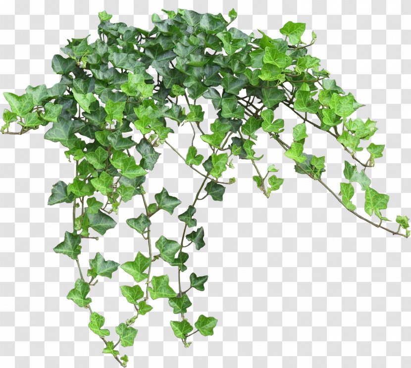 Common Ivy Clip Art Image Vine - Leaf - Entwine Transparent PNG