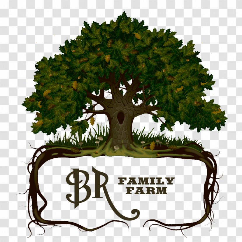 Vector Graphics Oak Drawing Shutterstock - Family Farm Logo Design Ideas Transparent PNG