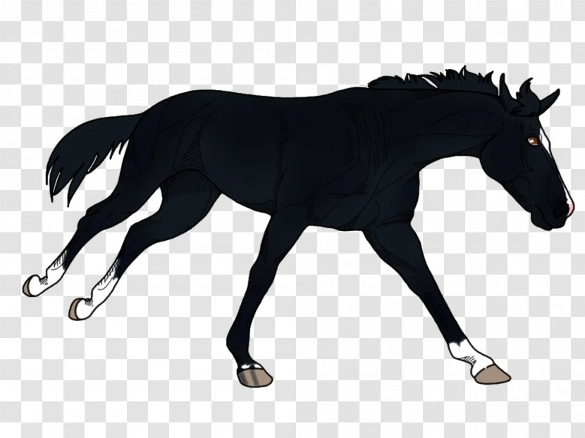 Mustang Foal Pony Stallion Mare Transparent PNG