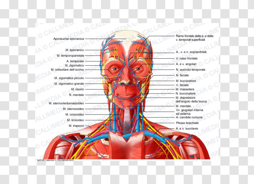 Head And Neck Anatomy Anterior Triangle Of The Blood Vessel Nerve - Tree - Muscle Transparent PNG