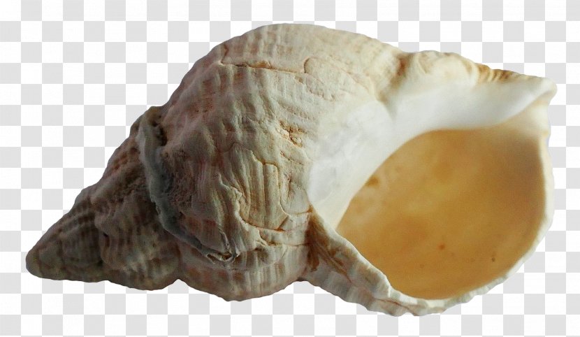 Seashell - Mollusc Shell - Sea Transparent PNG