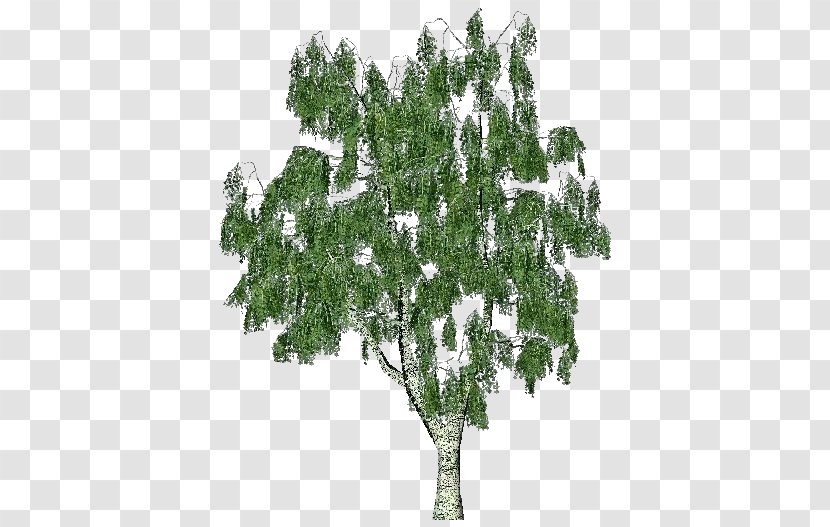 Silver Birch Tree Himalayan Bark Trunk Transparent PNG