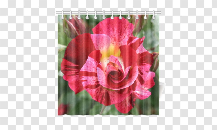 Garden Roses Flower Black Rose Pink - Blue Transparent PNG