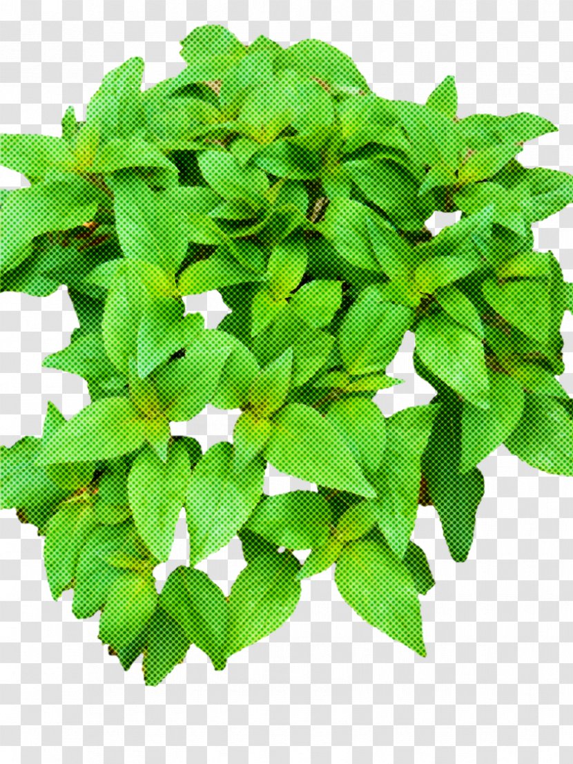 Flower Leaf Green Plant Herb - Houseplant - Mock Orange Transparent PNG