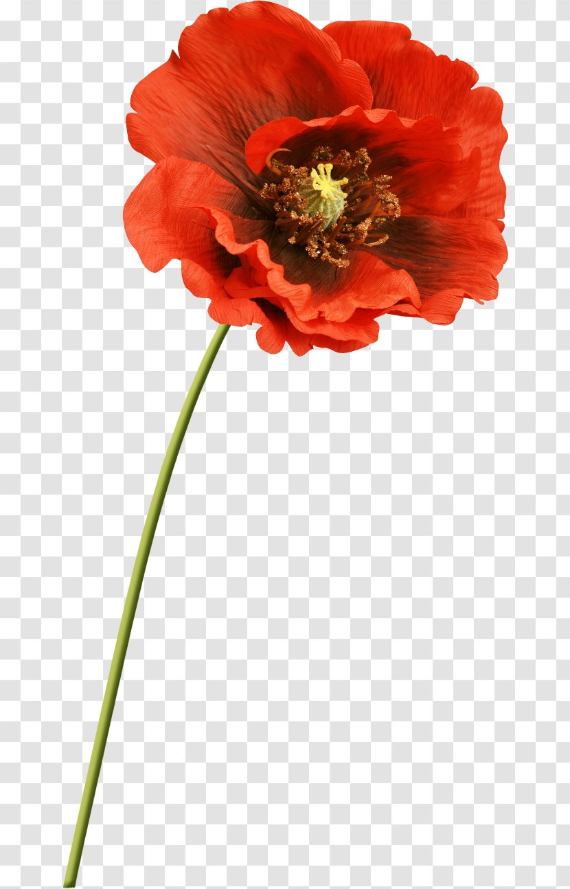Common Poppy Flower Clip Art Transparent PNG