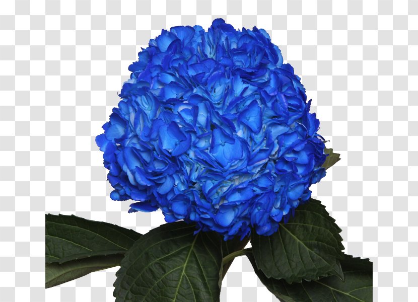 Blue Rose Garden Roses Tints And Shades Of - Violet Transparent PNG