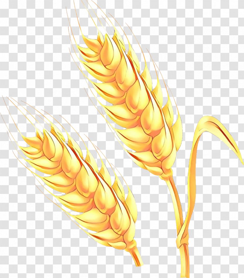 Wheat Cartoon - Grasses - Rye Quill Transparent PNG