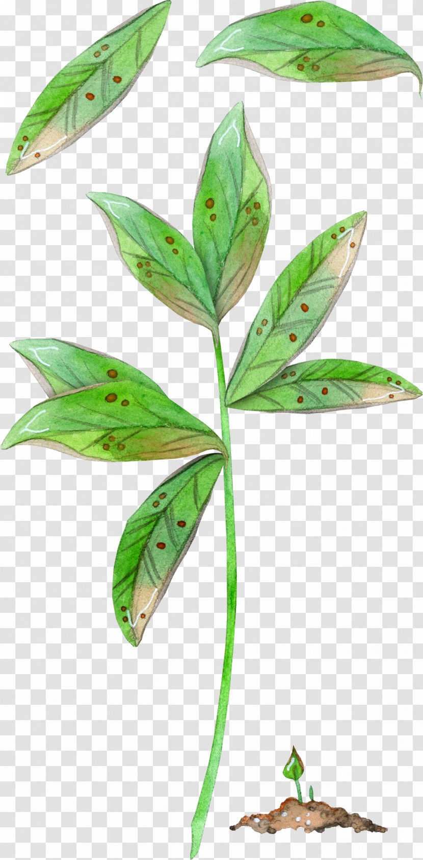 Leaf Plant Stem - Organism - Leaves Clipart Transparent PNG