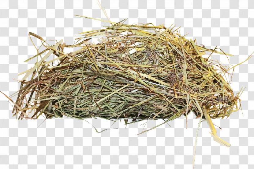 Bird Nest Nest Grass Plant Hay Transparent PNG